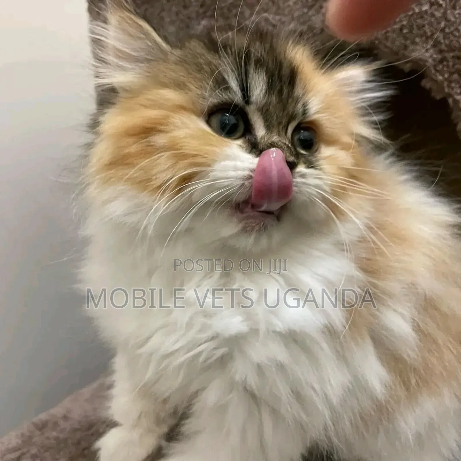 0-1 month Male Purebred American Curl