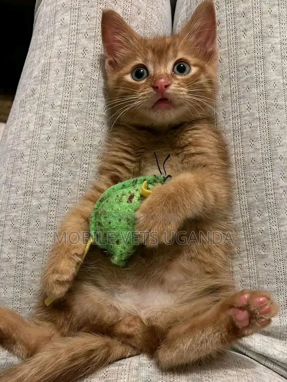 1-3 months Male Purebred Bombay