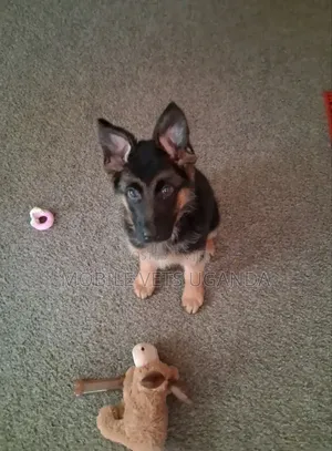 3-6 months Male Purebred German Shepherd