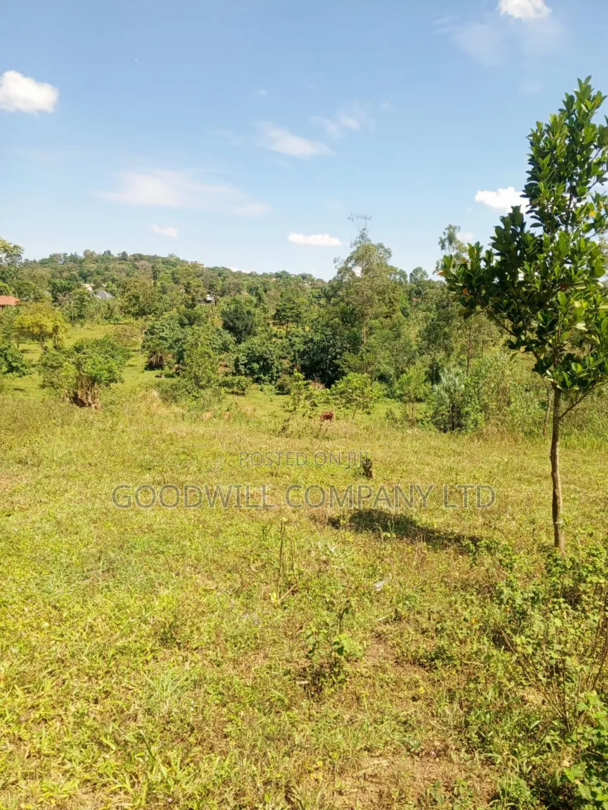 4.95 Acres of Land in Kiwenda Kiziri Touching Feeder Road