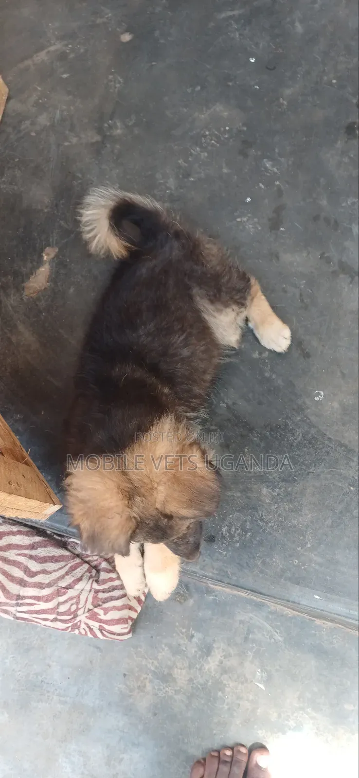 1-3 months Male Purebred German Shepherd