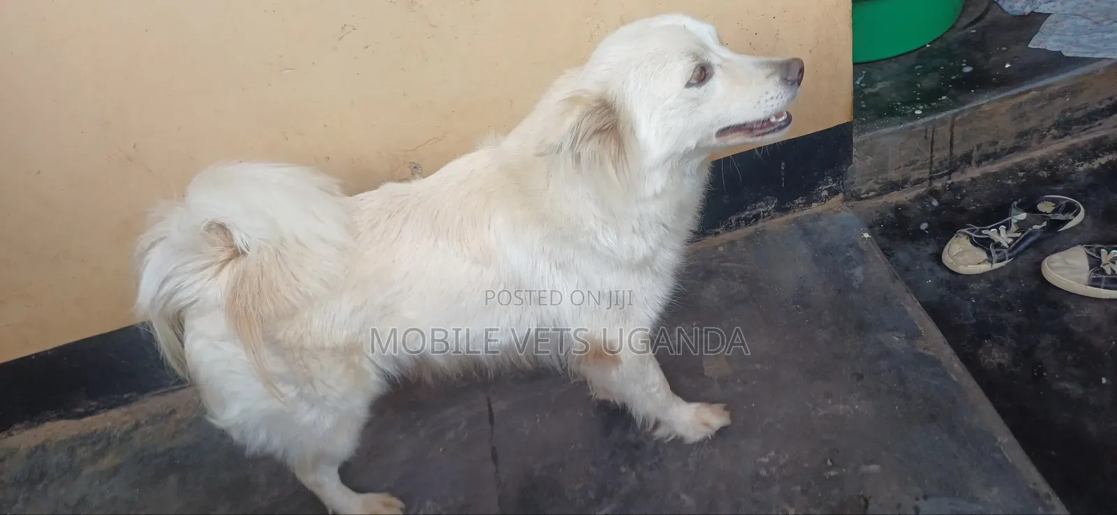 3-6 months Female Purebred Japanese Spitz