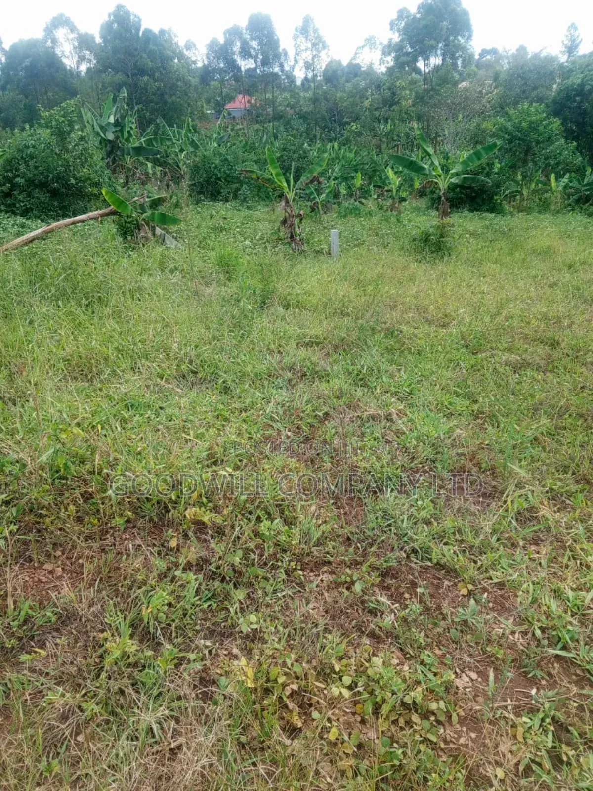1.5 Acres of Land in Kiwenda Behind the Town