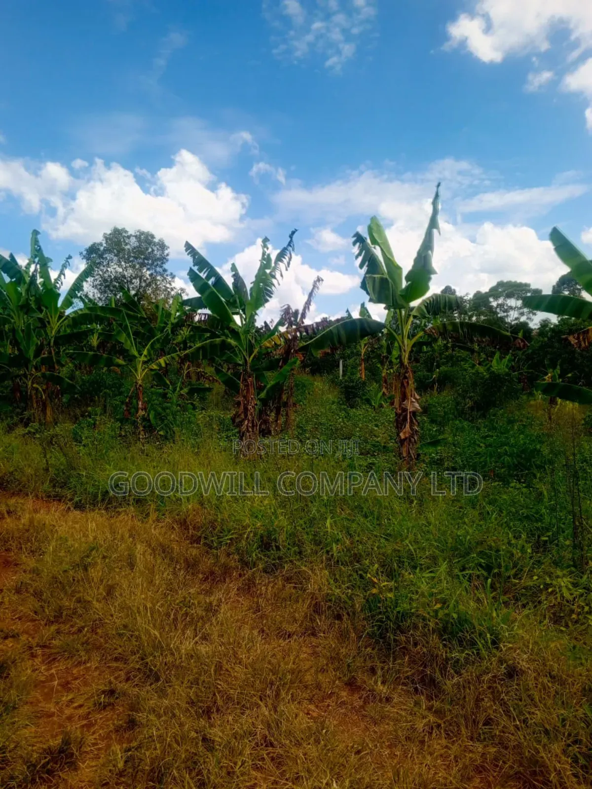 1.5 Acres of Land in Kiwenda Behind the Town