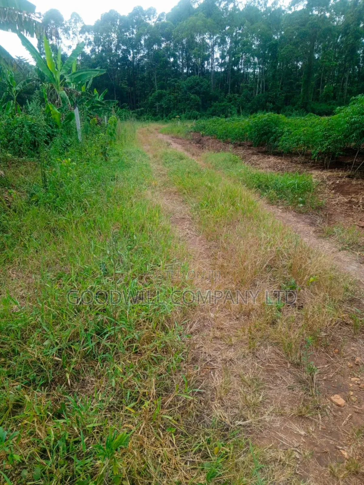 1.5 Acres of Land in Kiwenda Behind the Town
