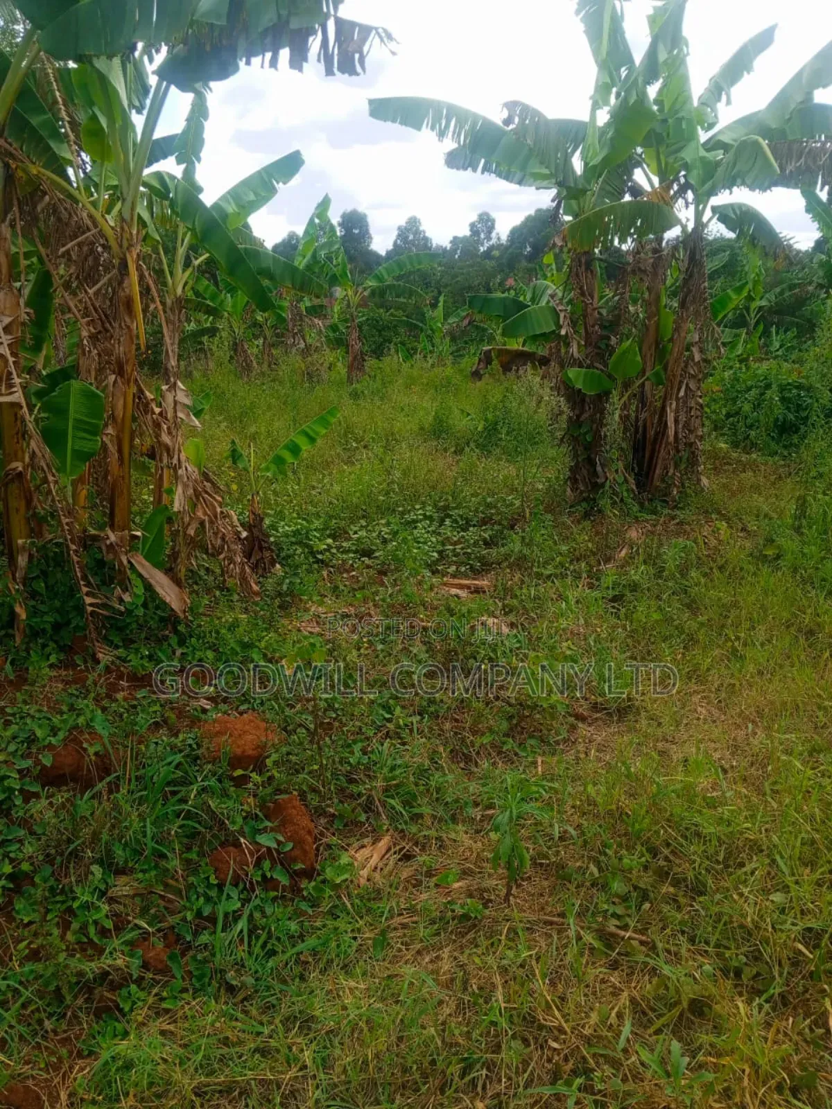 1.5 Acres of Land in Kiwenda Behind the Town