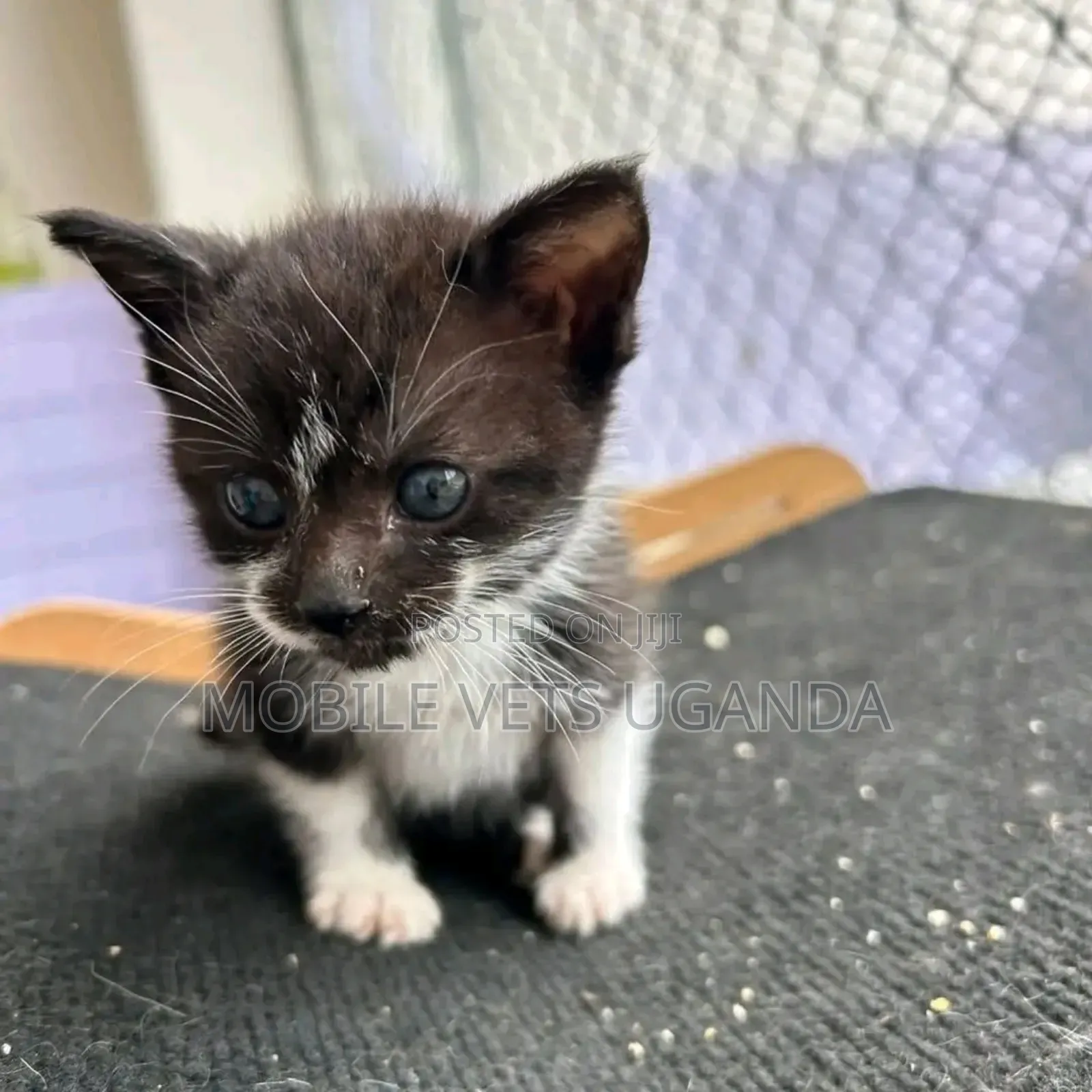 0-1 month Female Purebred Bombay