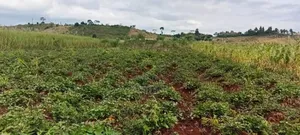 One Acre for Sale at 23m – Kagoma, Jinja