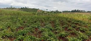 One Acre for Sale at 23m – Kagoma, Jinja