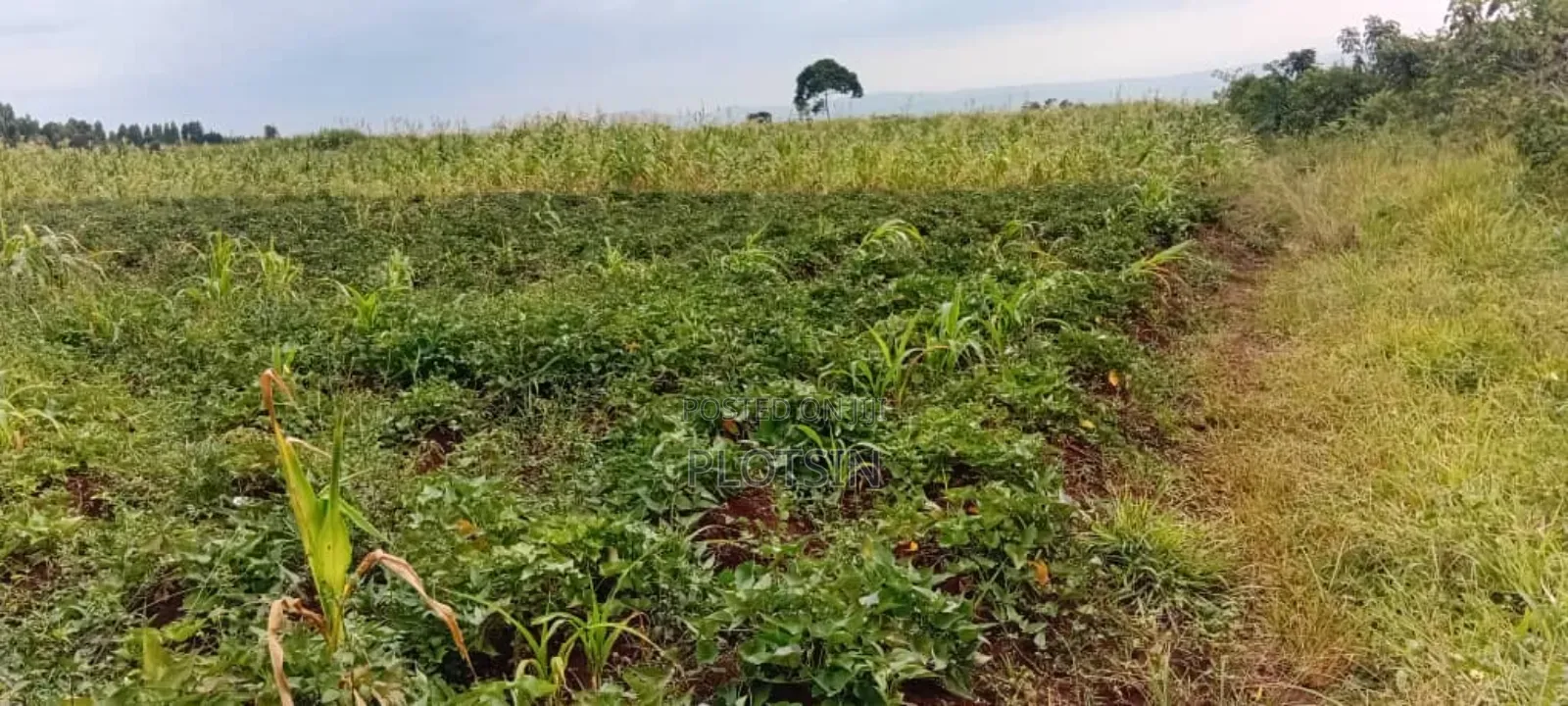 One Acre for Sale at 23m – Kagoma, Jinja