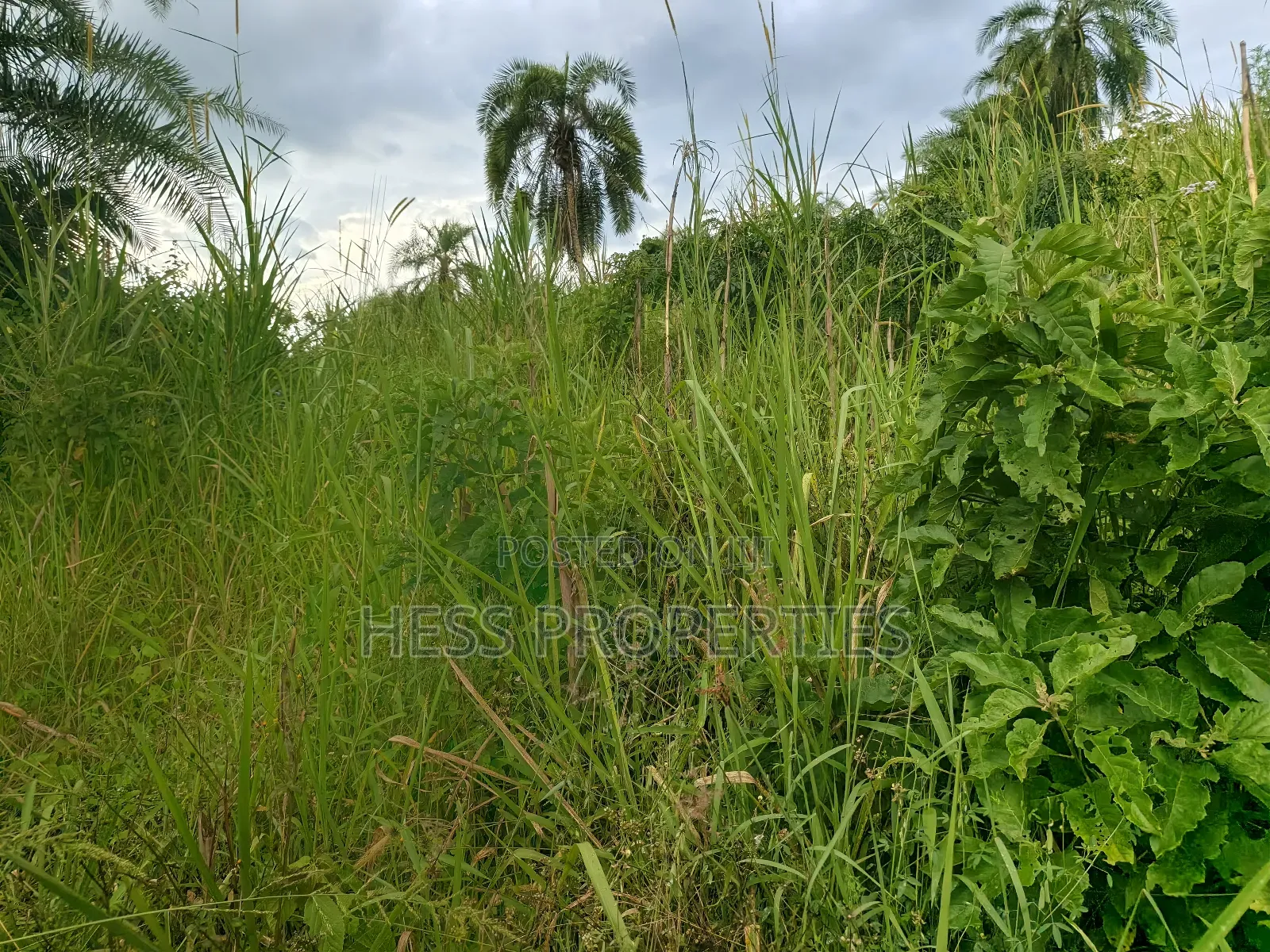 Agricultural Land on Sale