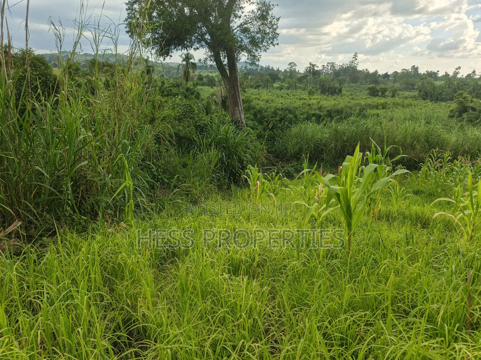 Agricultural Land on Sale