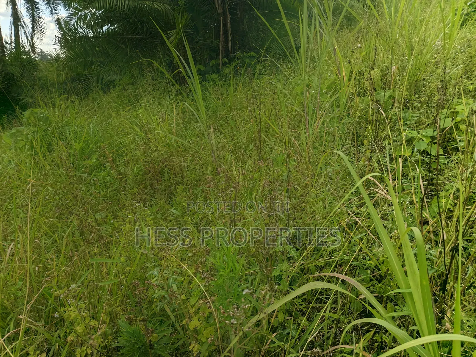 Agricultural Land on Sale