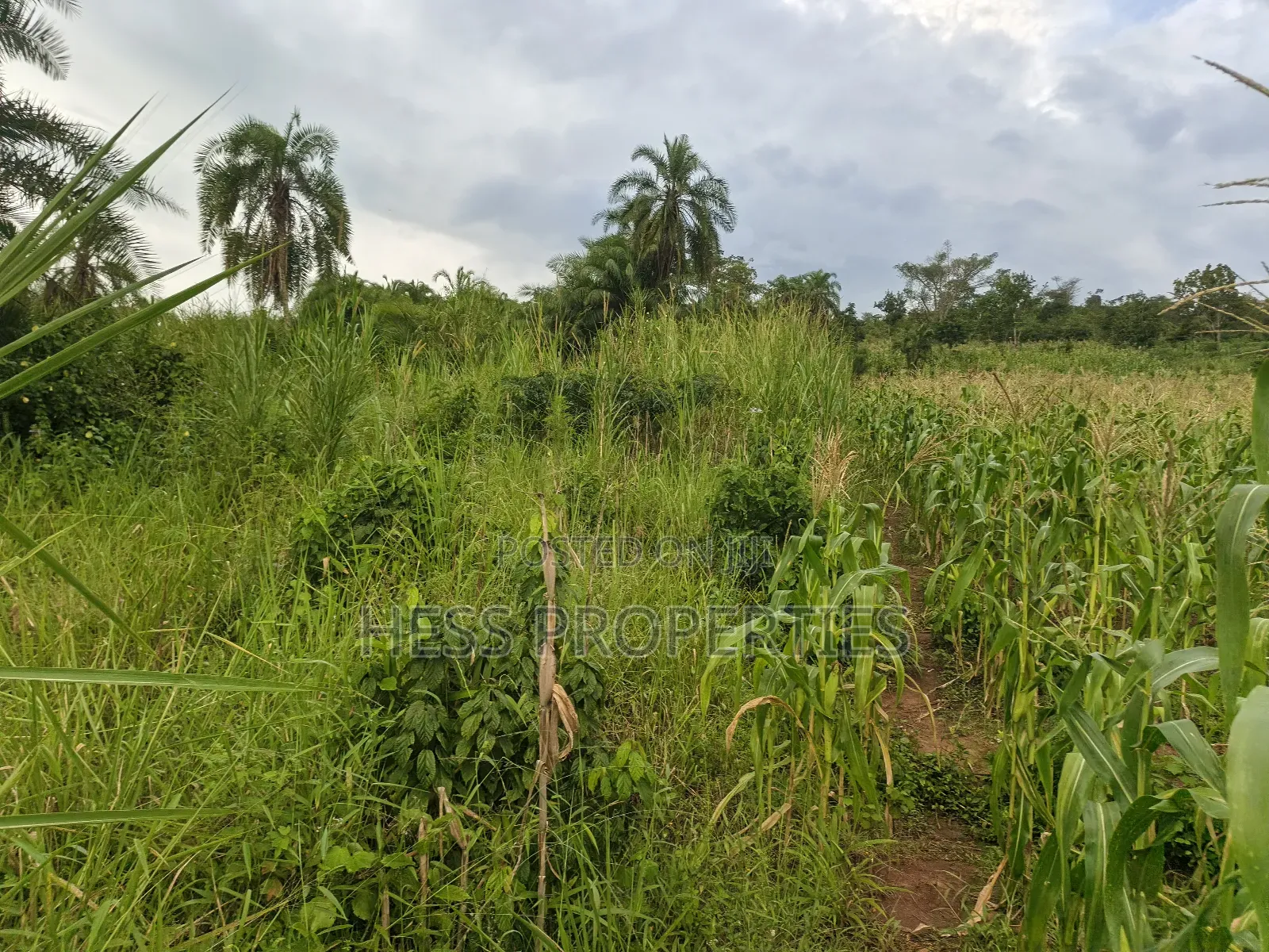 Agricultural Land on Sale