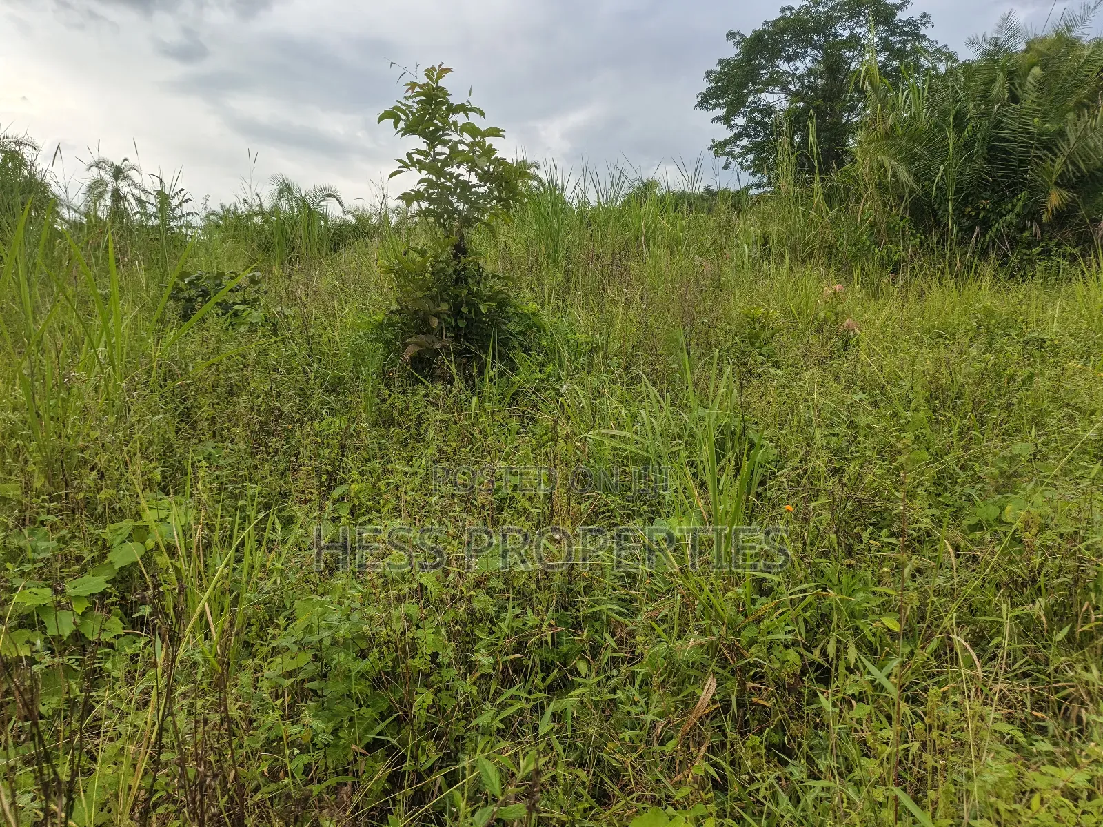 Agricultural Land on Sale