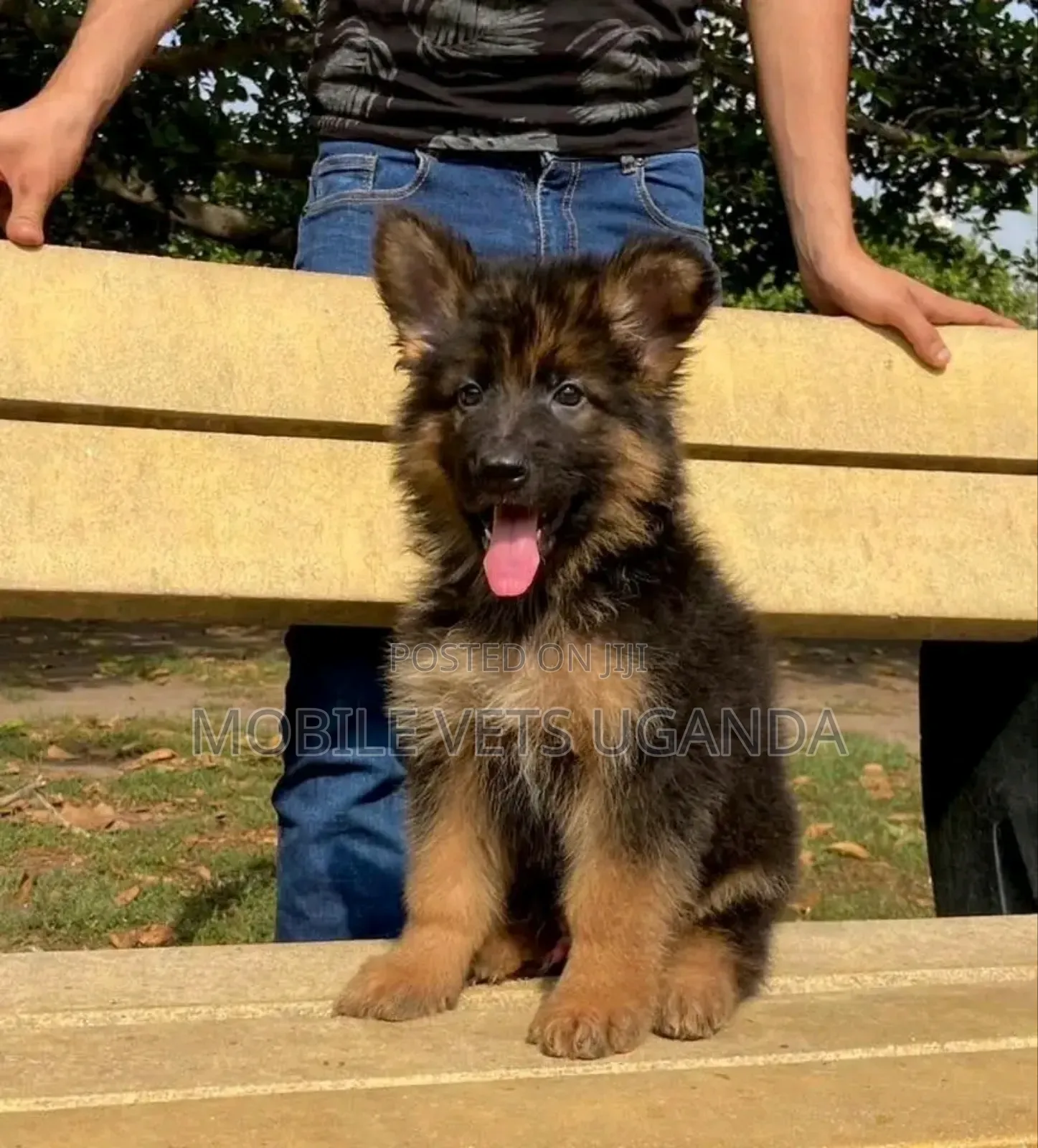 1-3 months Male Purebred German Shepherd