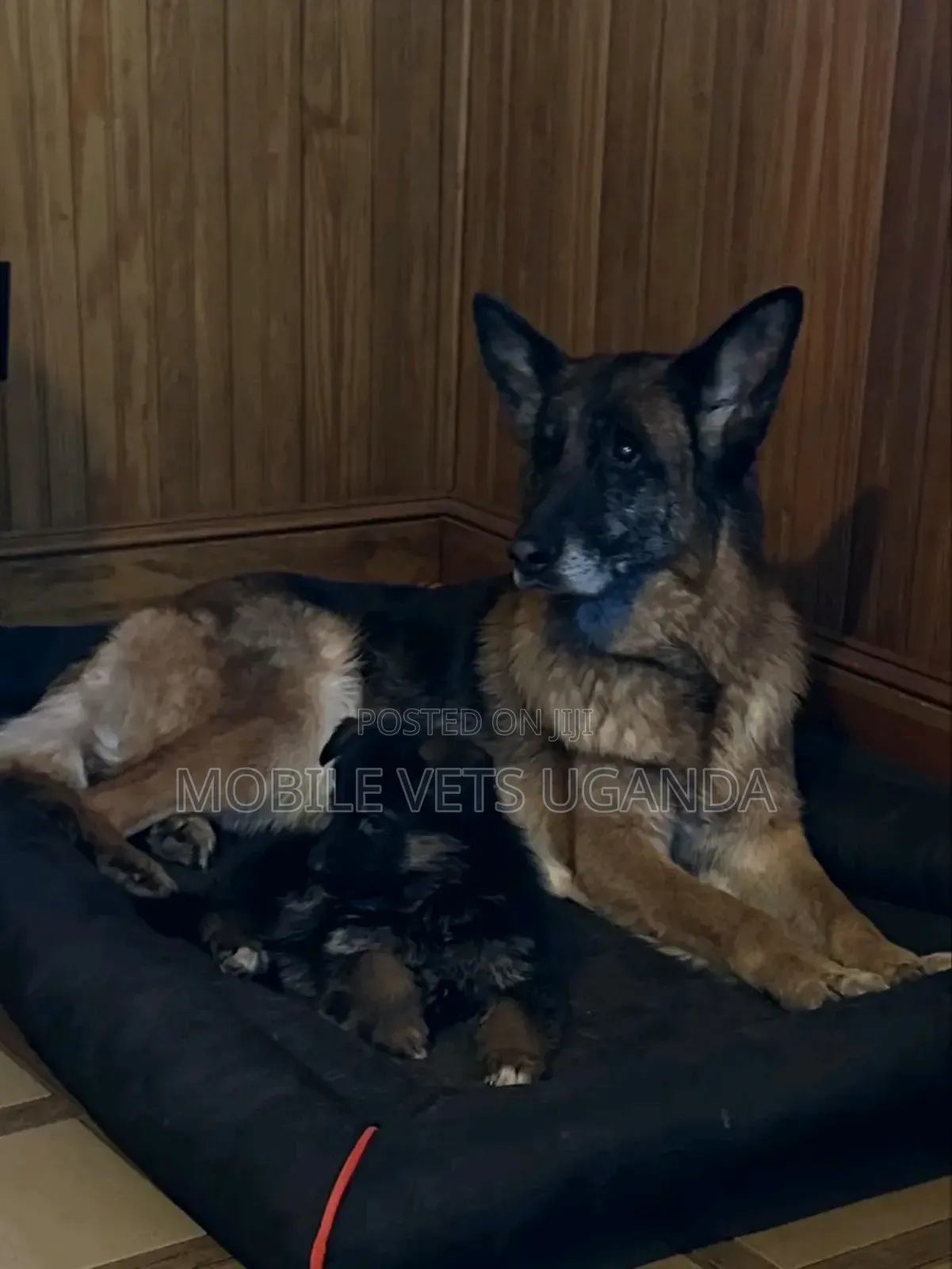 0-1 month Male Purebred German Shepherd