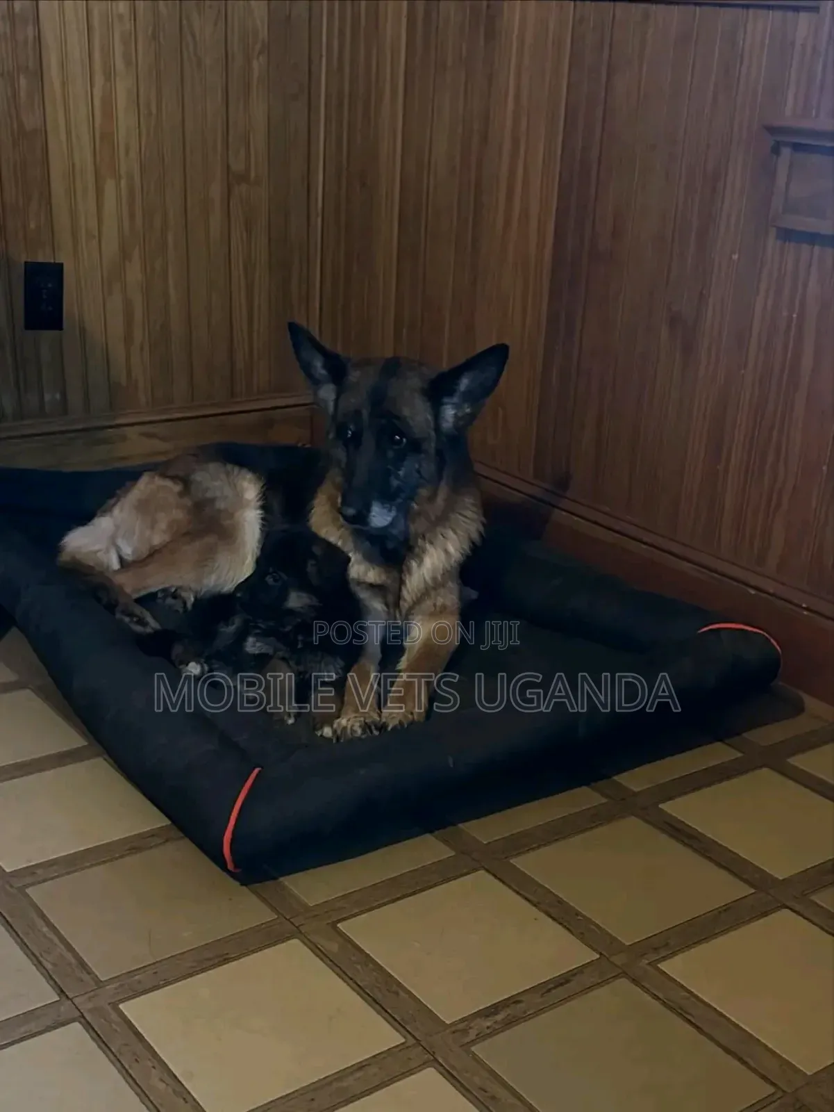 1-3 months Male Purebred German Shepherd