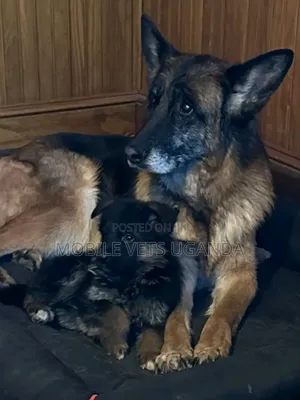 3-6 months Female Purebred German Shepherd