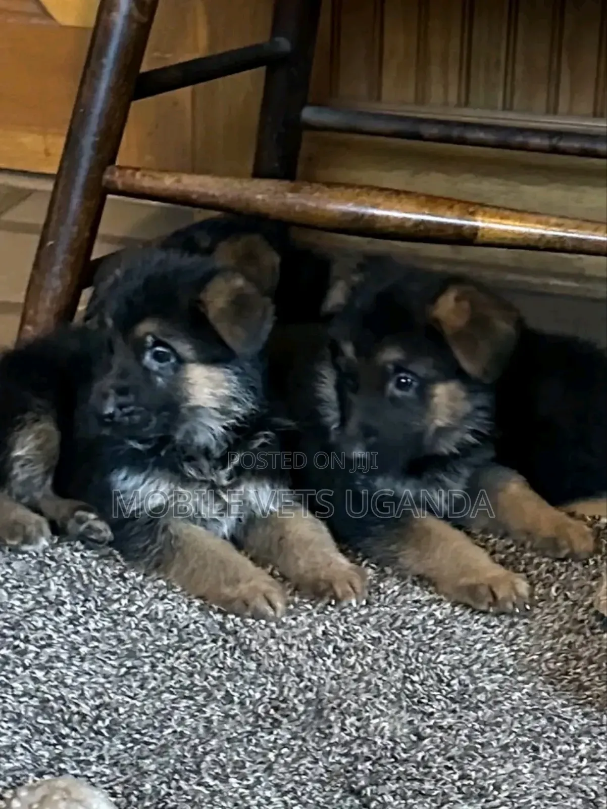 1-3 months Male Purebred German Shepherd