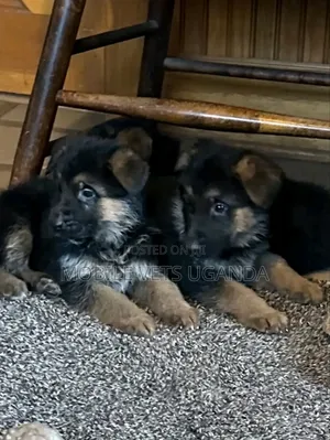 1-3 months Male Purebred German Shepherd