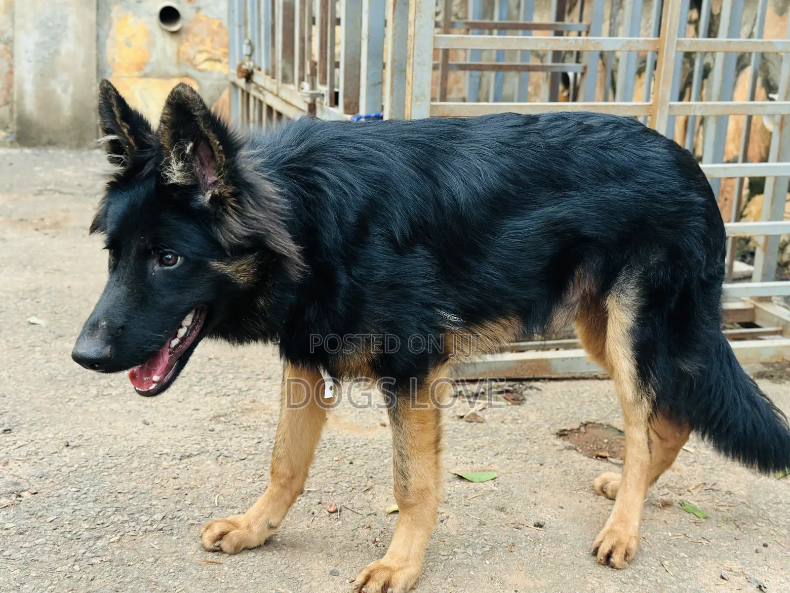 3-6 months Male Purebred German Shepherd