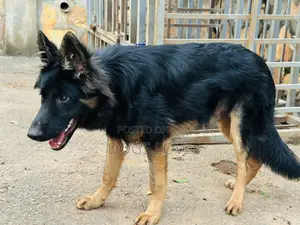 3-6 months Male Purebred German Shepherd
