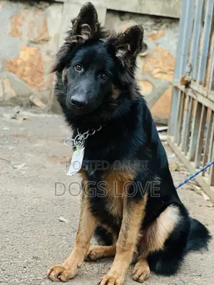 3-6 months Male Purebred German Shepherd