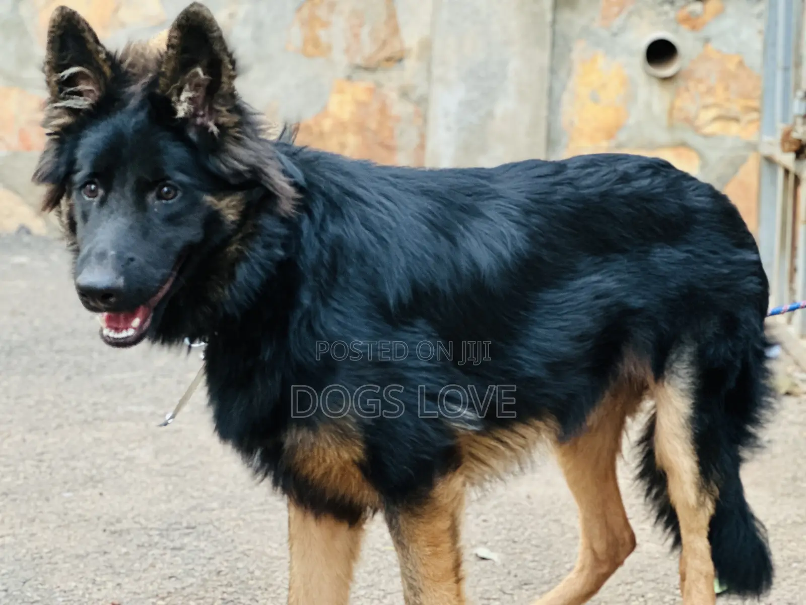 3-6 months Male Purebred German Shepherd