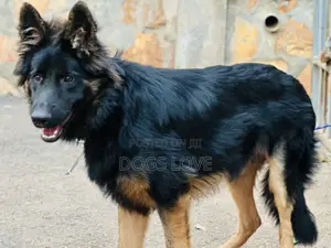 3-6 months Male Purebred German Shepherd
