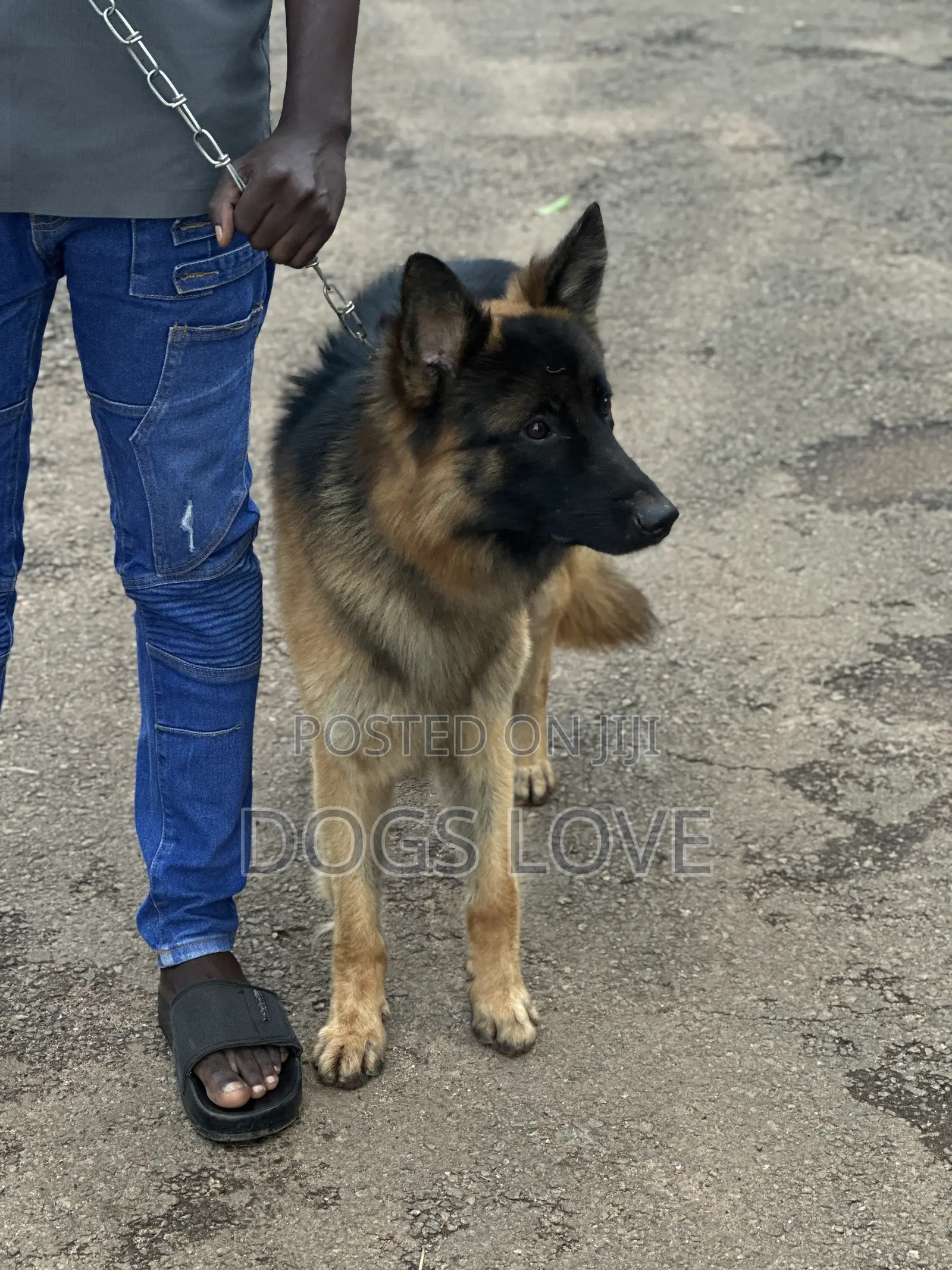 6-12 months Male Purebred German Shepherd