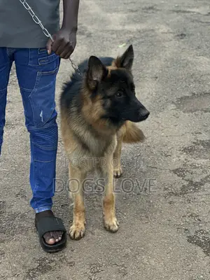 6-12 months Male Purebred German Shepherd