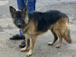 6-12 months Male Purebred German Shepherd