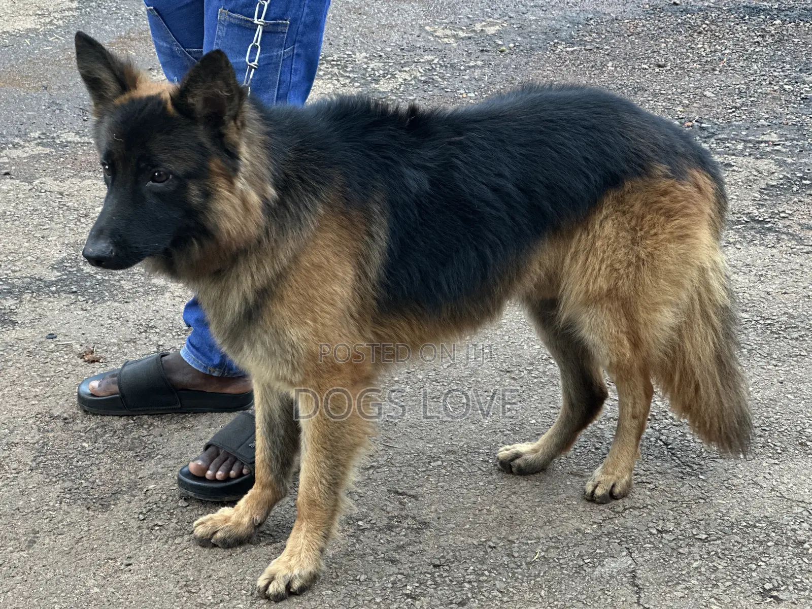6-12 months Male Purebred German Shepherd