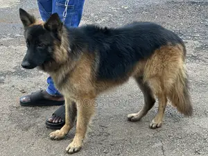 6-12 months Male Purebred German Shepherd