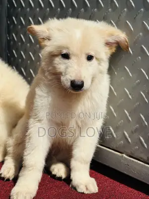 1-3 months Male Purebred White Shepherd