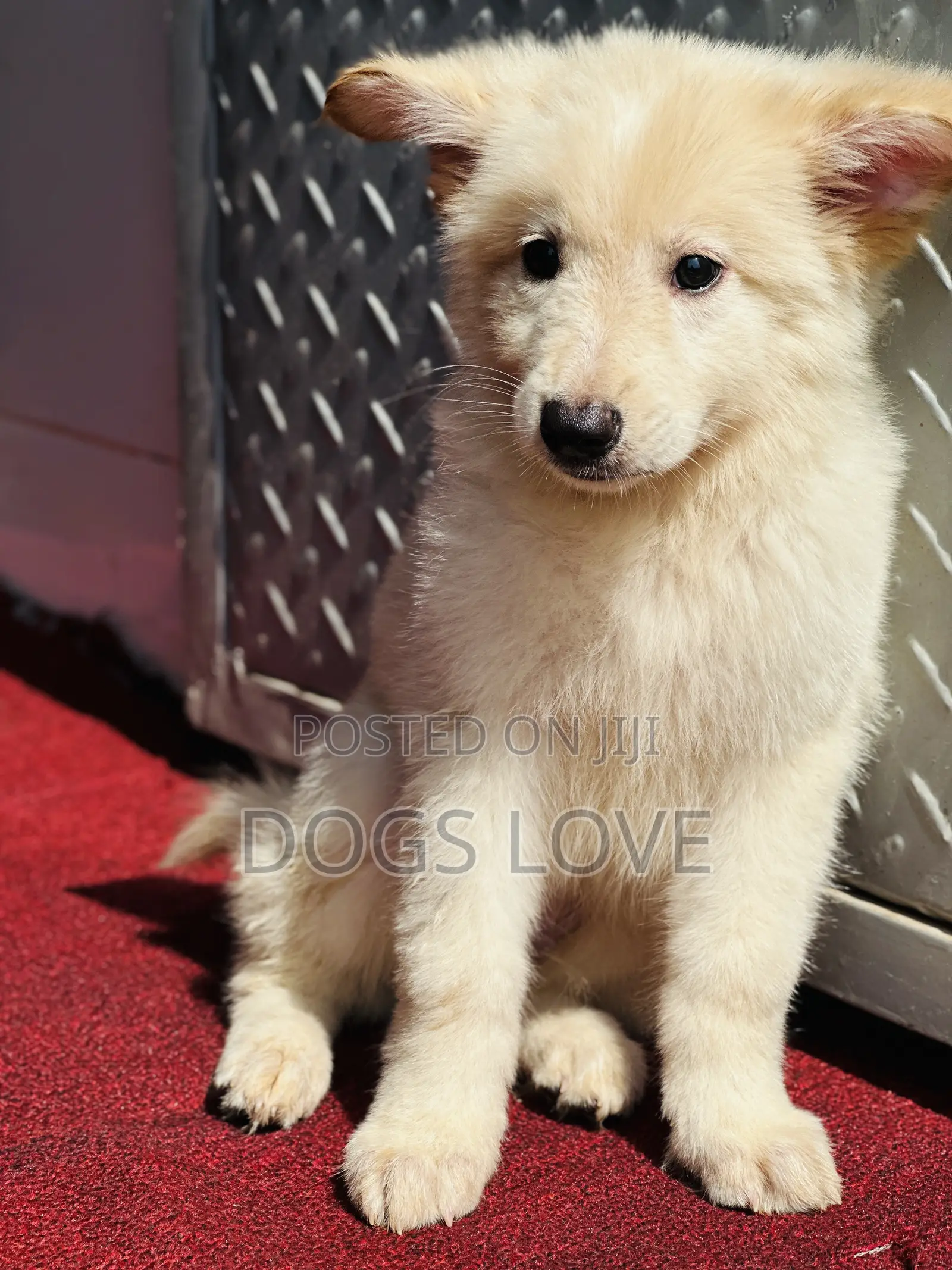 1-3 months Male Purebred White Shepherd