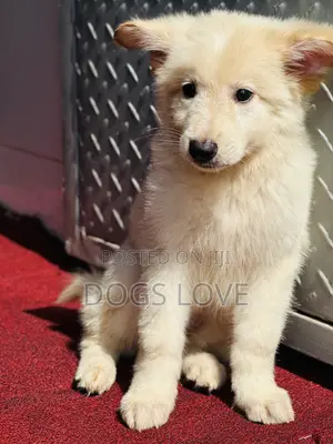 1-3 months Male Purebred White Shepherd