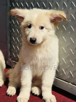 1-3 months Male Purebred White Shepherd