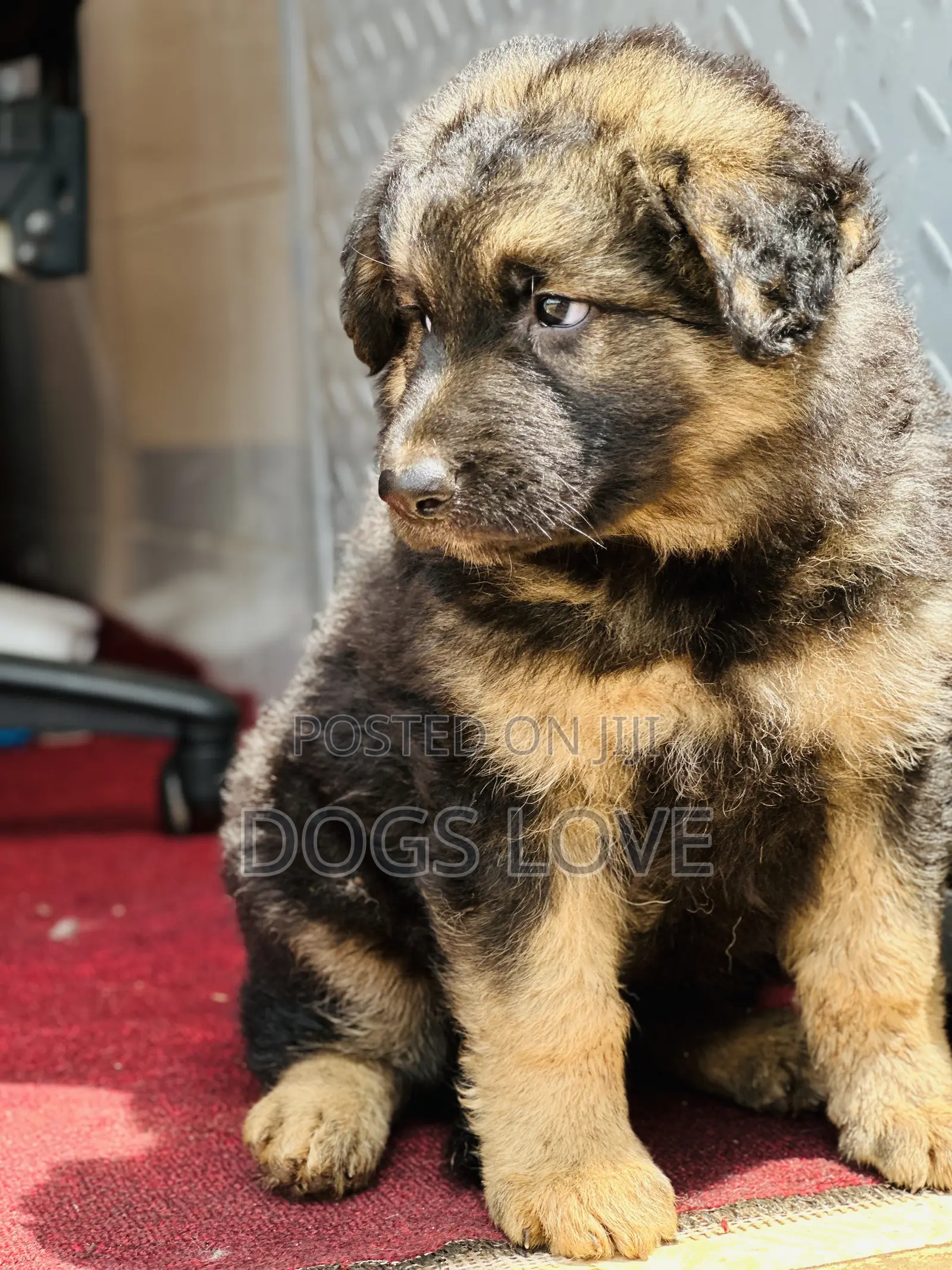 1-3 months Male Purebred German Shepherd