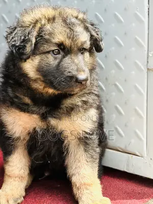 1-3 months Male Purebred German Shepherd