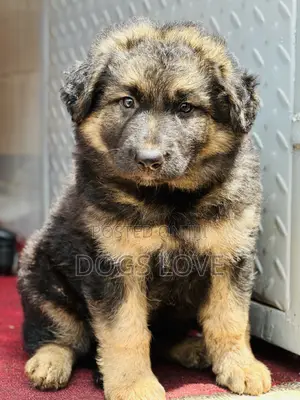 1-3 months Male Purebred German Shepherd