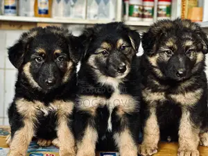 1-3 months Female Purebred German Shepherd