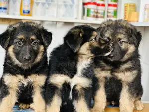 1-3 months Female Purebred German Shepherd