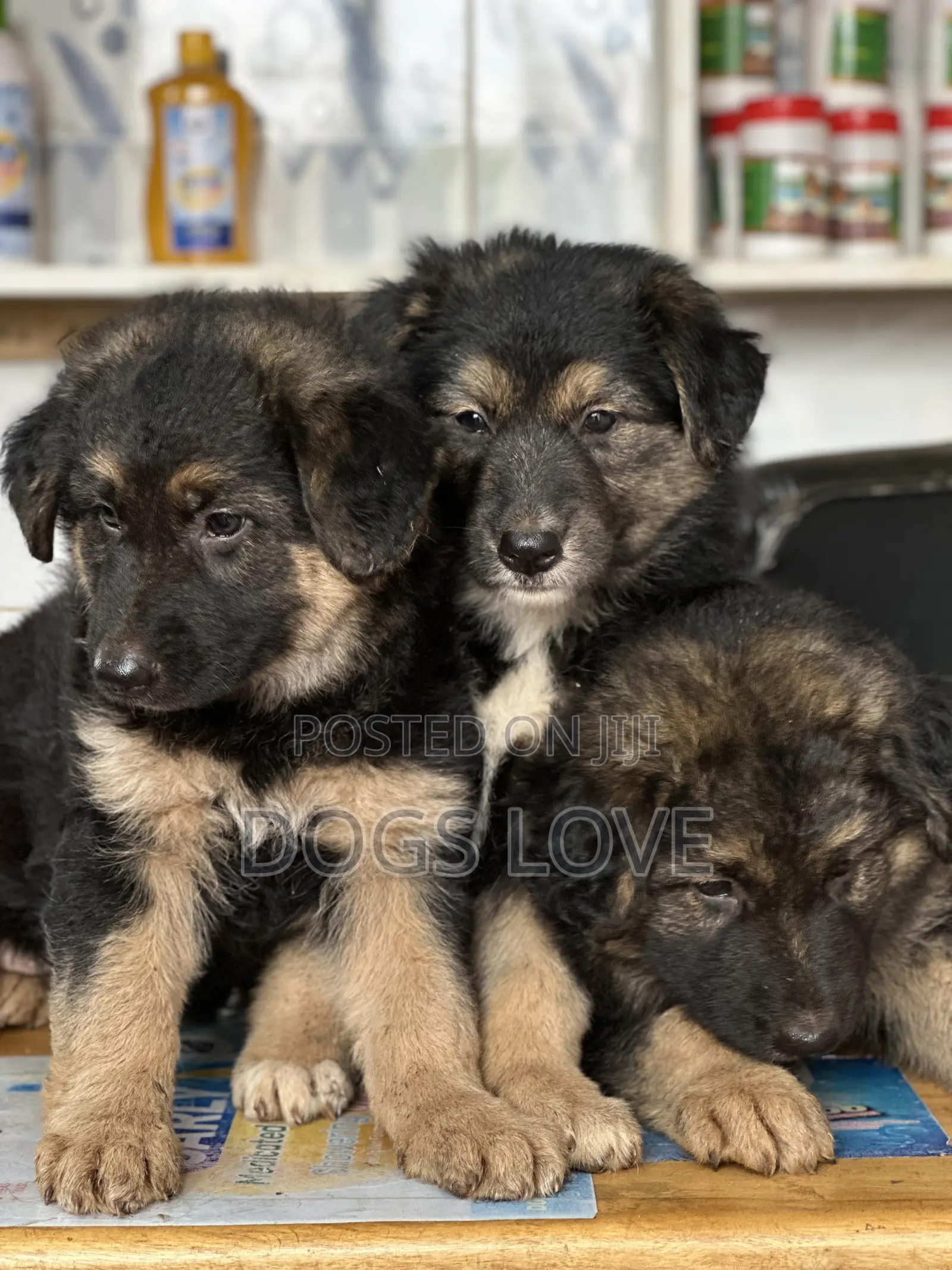 1-3 months Female Purebred German Shepherd