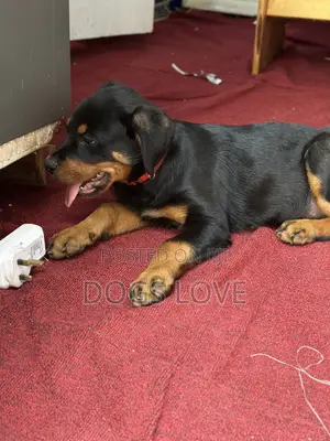 1-3 months Female Purebred Rottweiler