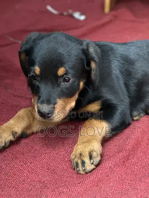 1-3 months Female Purebred Rottweiler