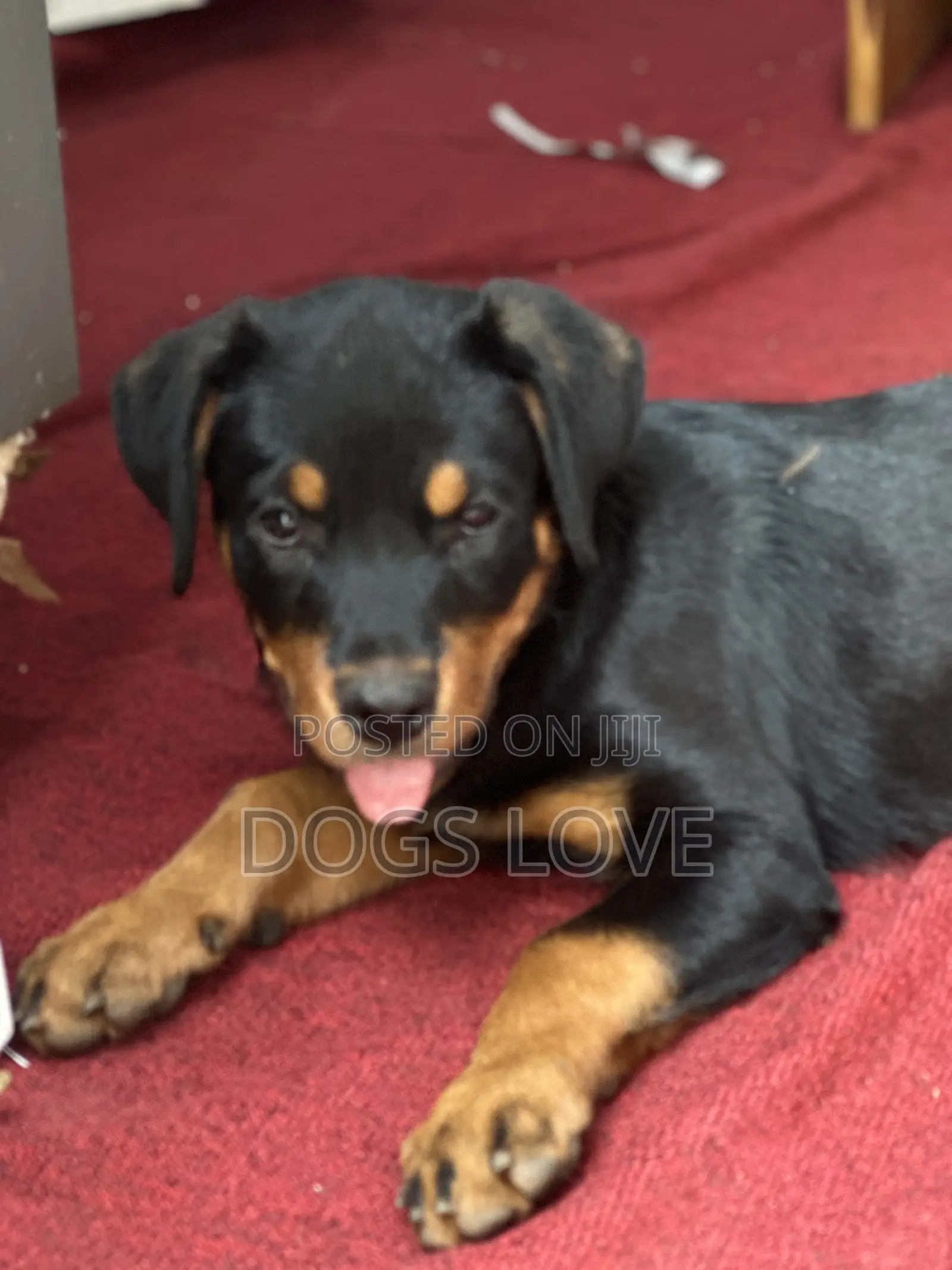 1-3 months Female Purebred Rottweiler