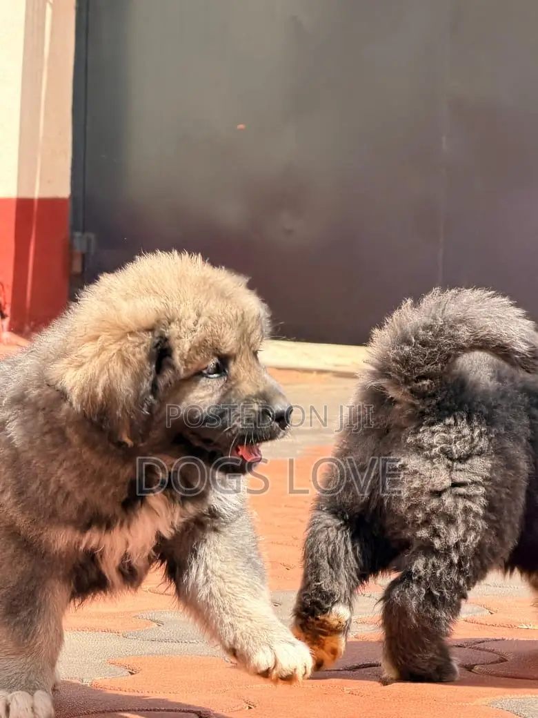 1-3 months Female Purebred Caucasian Shepherd