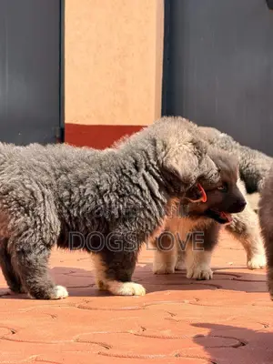 1-3 months Female Purebred Caucasian Shepherd
